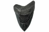 Serrated, Fossil Megalodon Tooth - South Carolina #299445-1